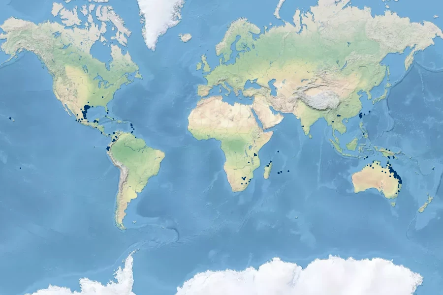 Dichanthium aristatum Native Range