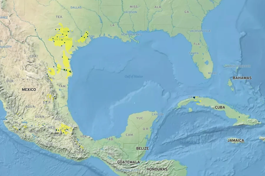 Dichondra micrantha Native Range