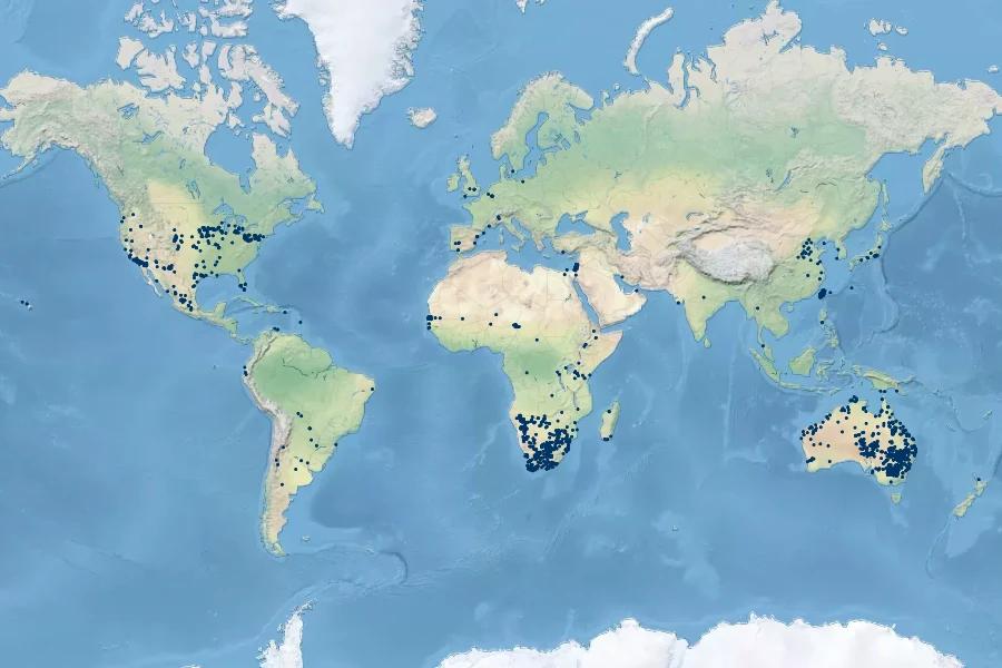 Diplachne fusca Native Range