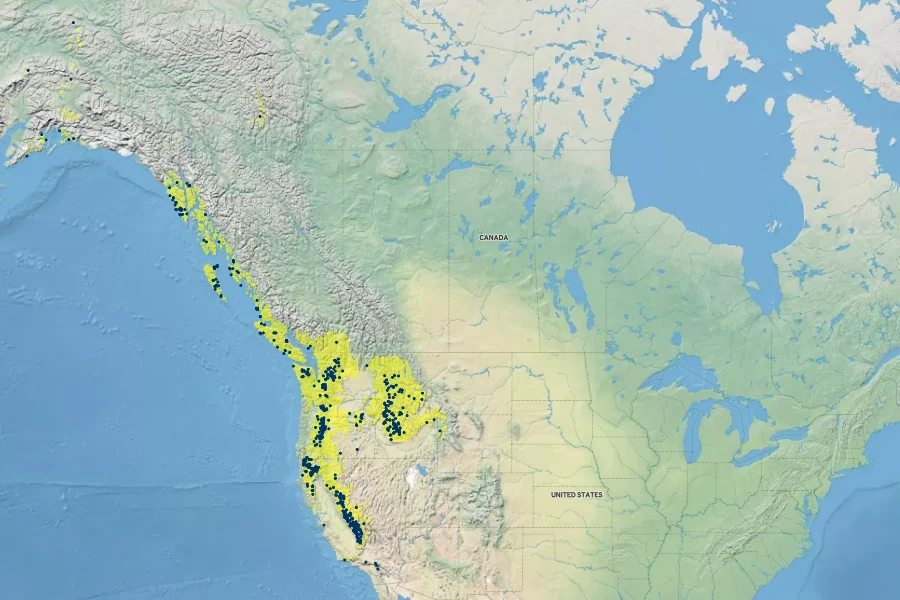 Dodecatheon jeffreyi Native Range