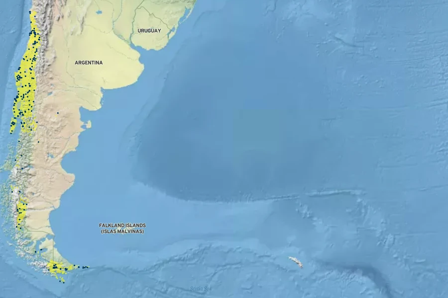 Drimys winteri Native Range