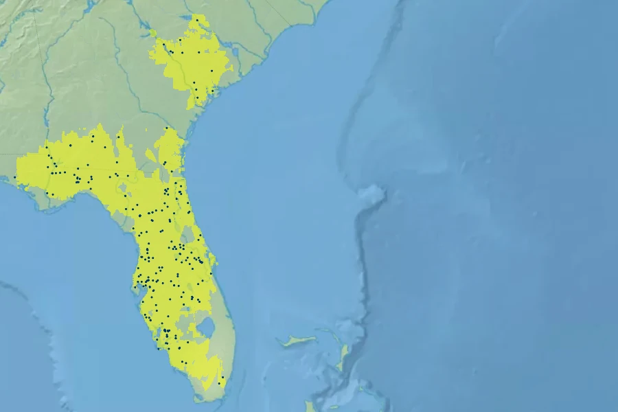 Dyschoriste oblongifolia Native Range