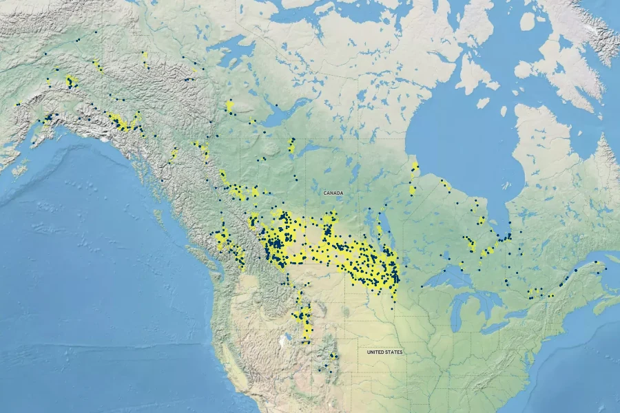 Elaeagnus commutata Native Range
