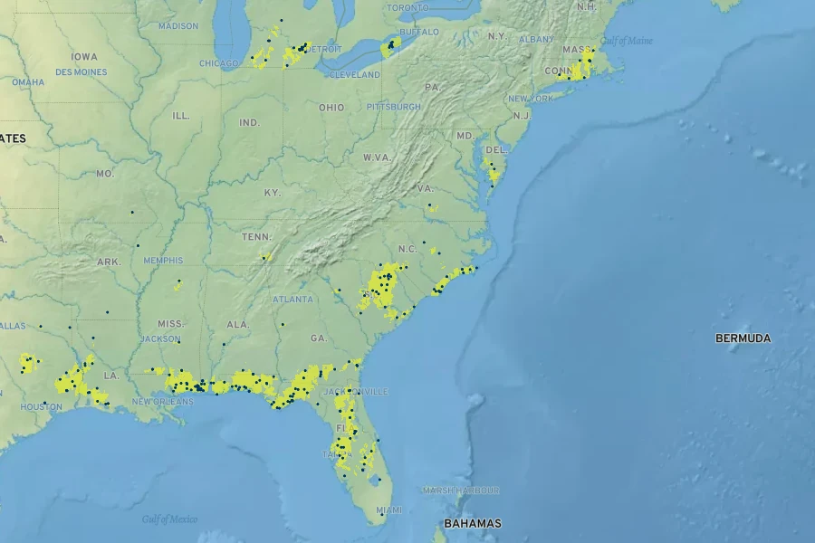 Eleocharis equisetoides Native Range