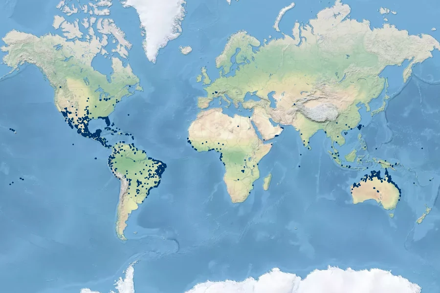 Eleocharis geniculata Native Range