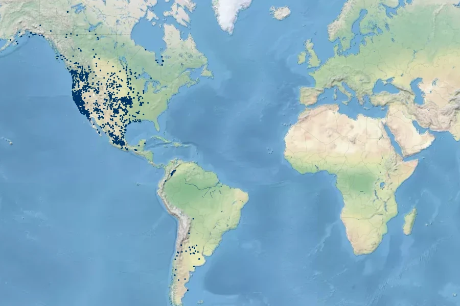 Eleocharis macrostachya Native Range