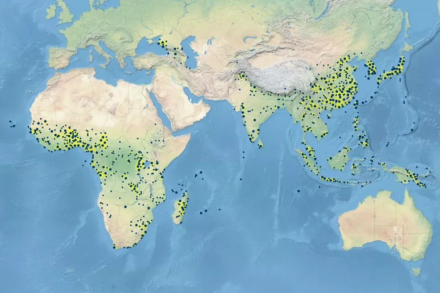 Eleusine indica Native Range
