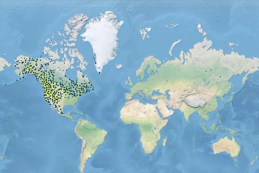 Elymus violaceus Native Range
