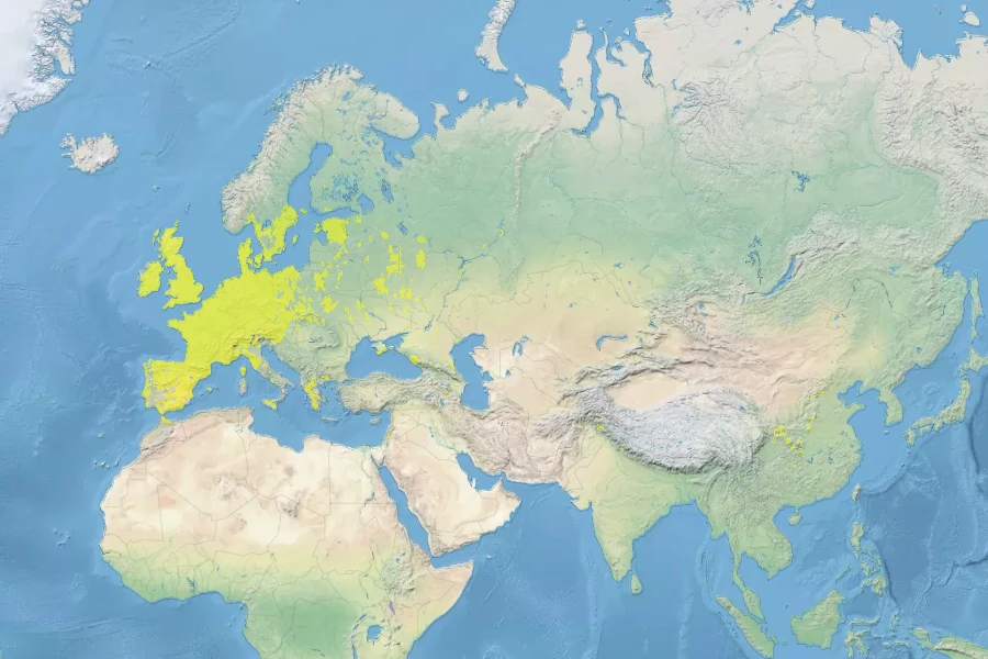 Epilobium parviflorum Native Range