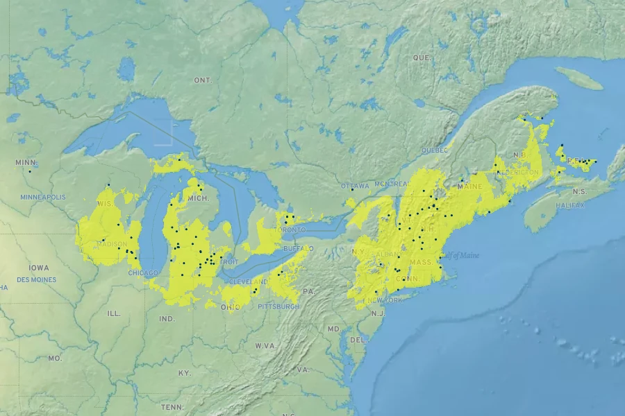 Epilobium strictum Native Range