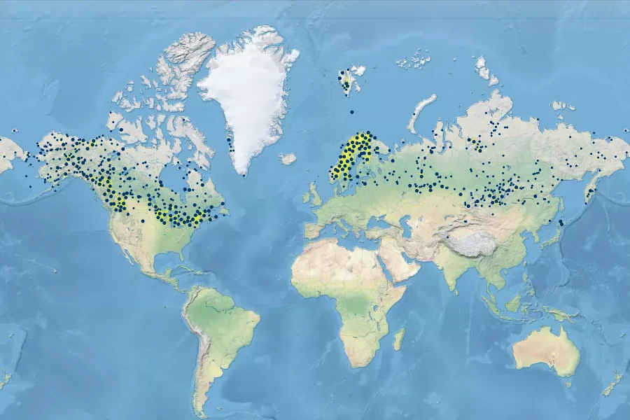 Equisetum scirpoides Native Range