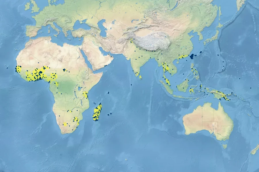 Eragrostis amabilis Native Range