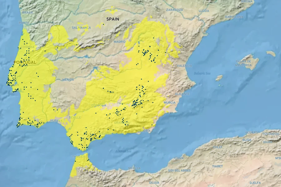 Eryngium dilatatum Native Range