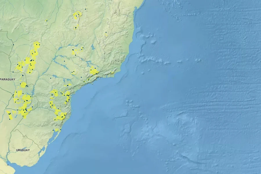 Eryngium floribundum Native Range