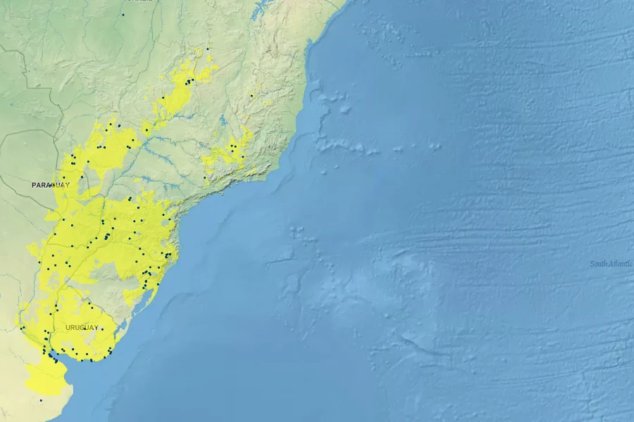 Eryngium pandanifolium Native Range