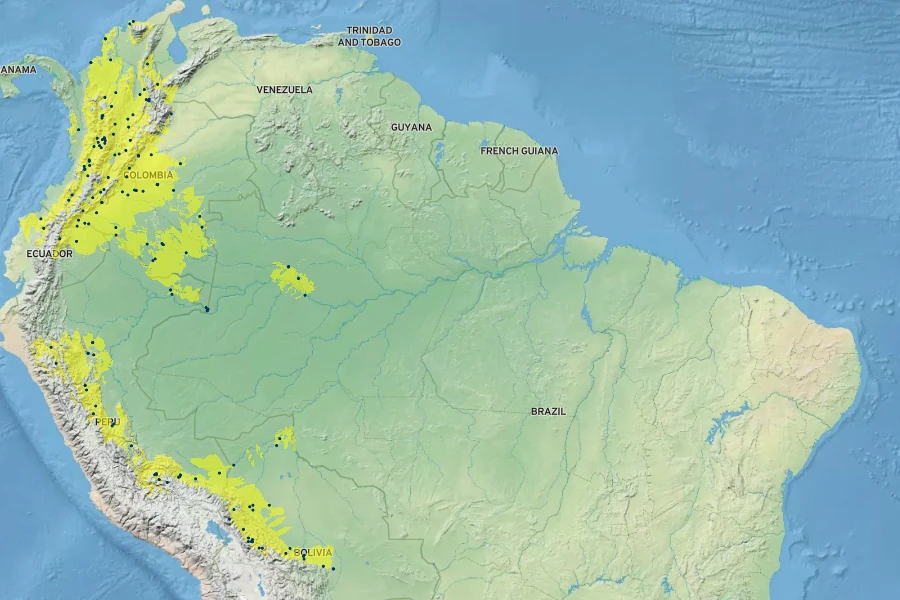 Erythroxylum coca Native Range