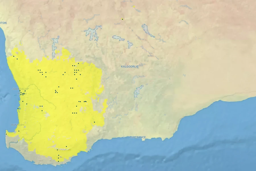 Eucalyptus caesia Native Range