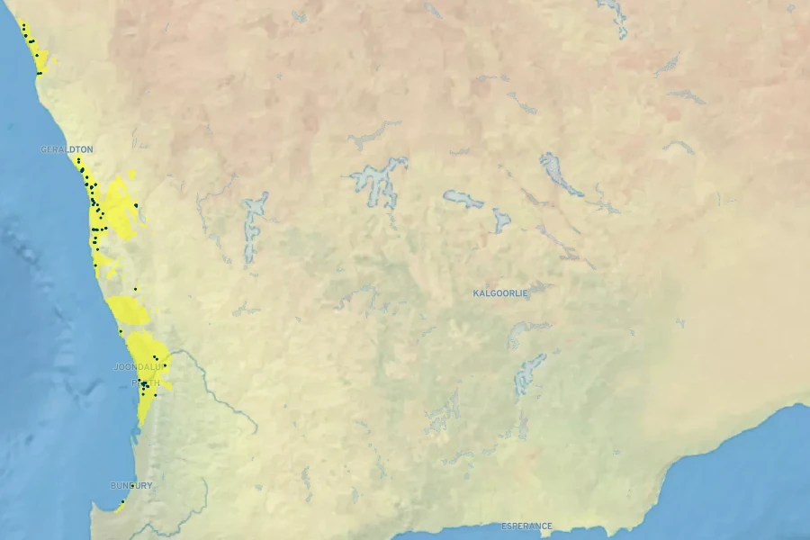 Eucalyptus erythrocorys Native Range