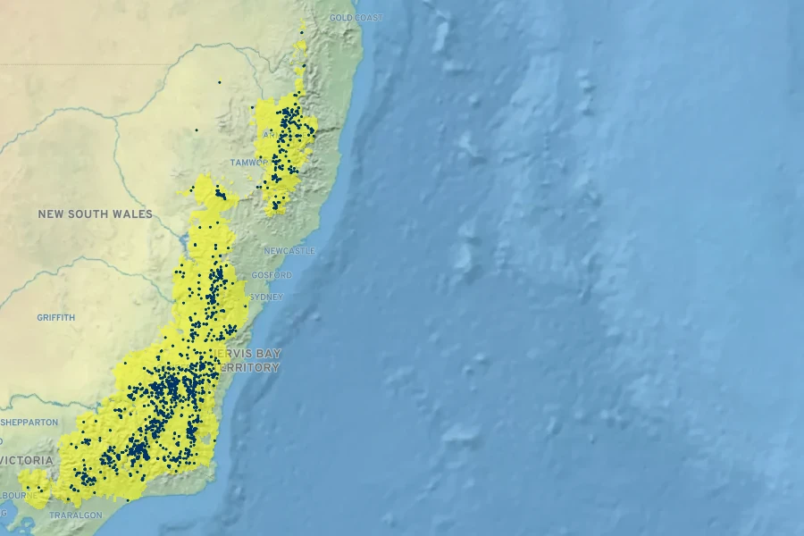Eucalyptus stellulata Native Range