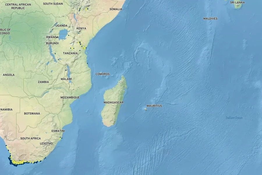 Euclea racemosa Native Range