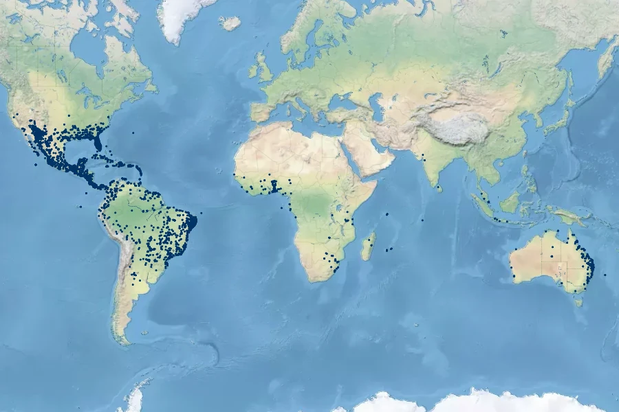 Euphorbia hyssopifolia Native Range