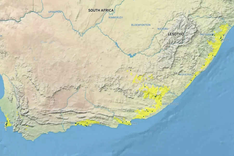 Euryops chrysanthemoides Native Range