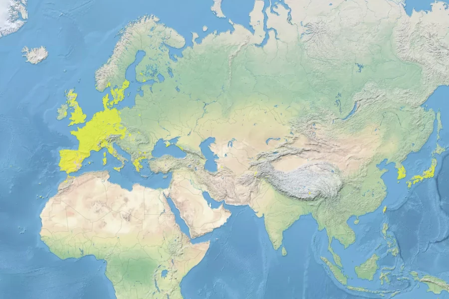 Festuca myuros Native Range
