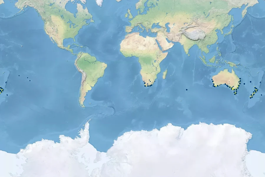 Ficinia nodosa Native Range