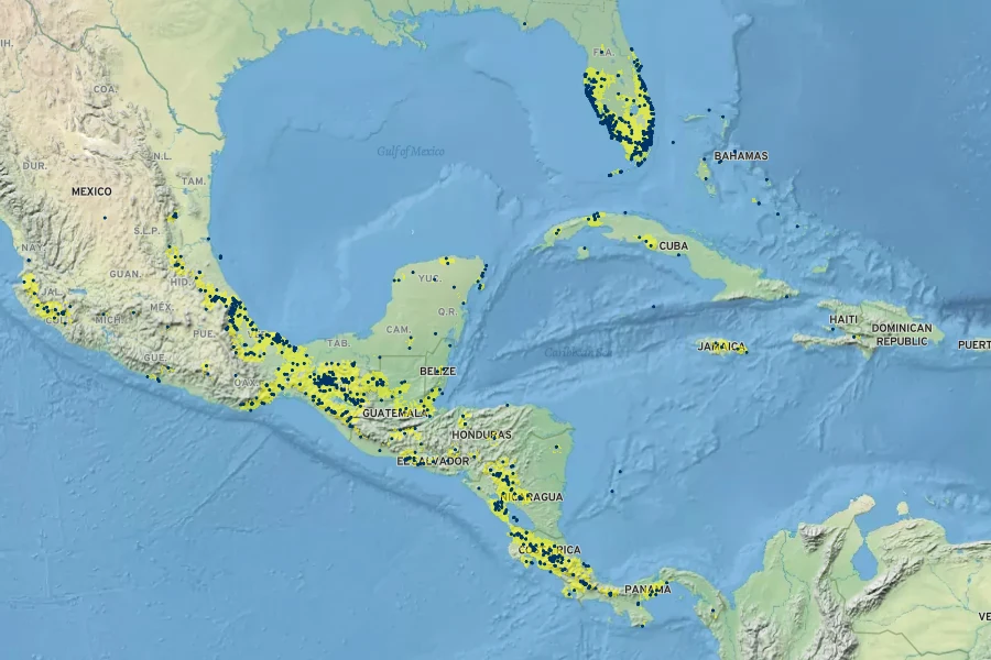 Ficus aurea Native Range