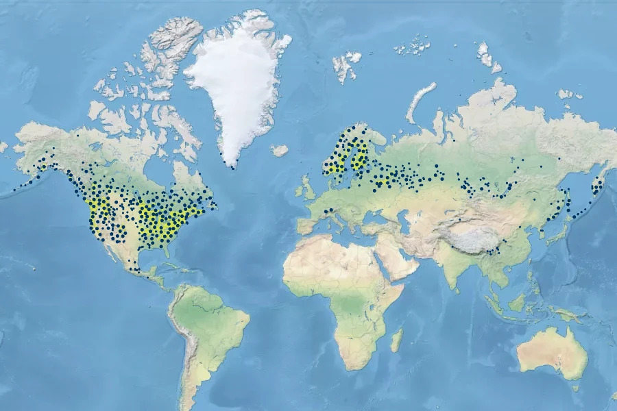 Galium triflorum Native Range