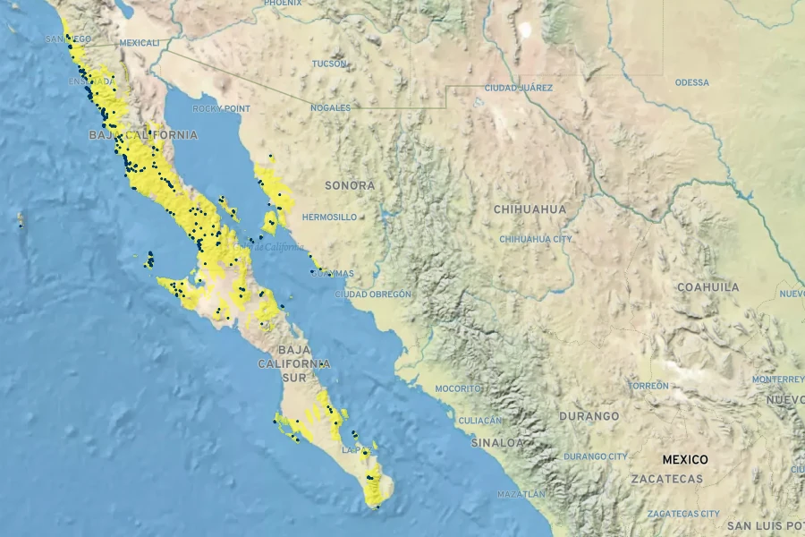Gambelia juncea Native Range