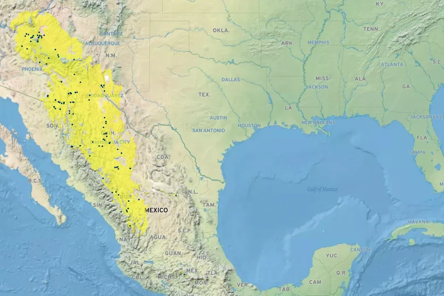 Glandularia latilobata Native Range