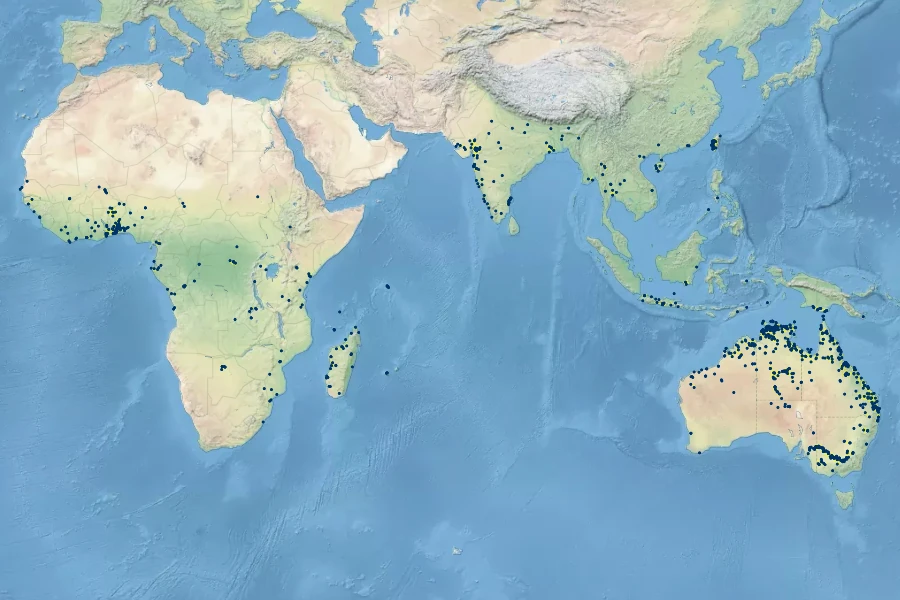 Glinus oppositifolius Native Range