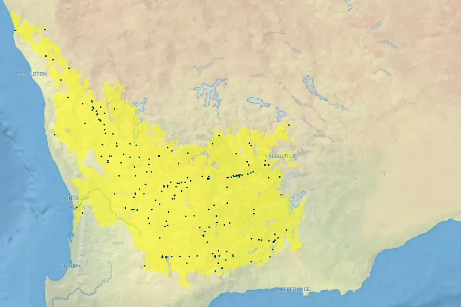 Grevillea excelsior Native Range