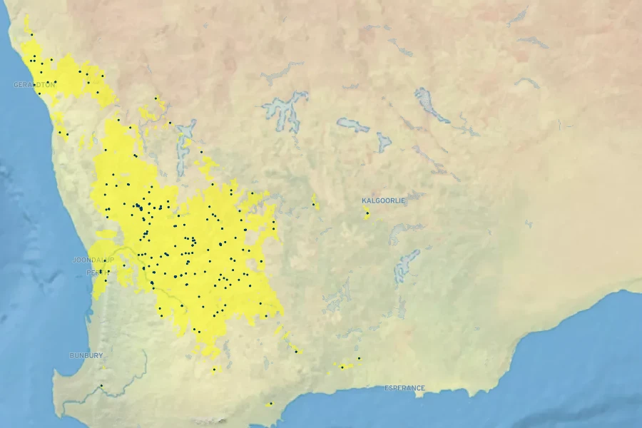 Grevillea paniculata Native Range