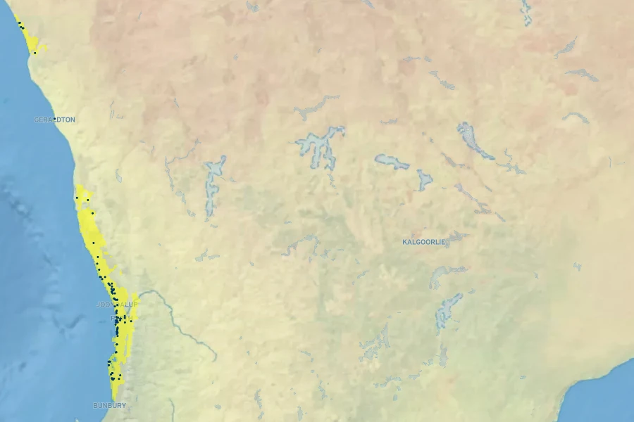 Grevillea preissii Native Range