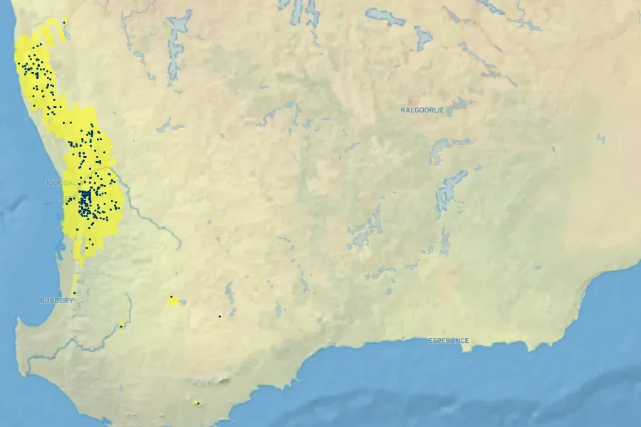 Grevillea synapheae Native Range
