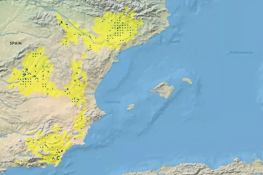Gypsophila struthium Native Range