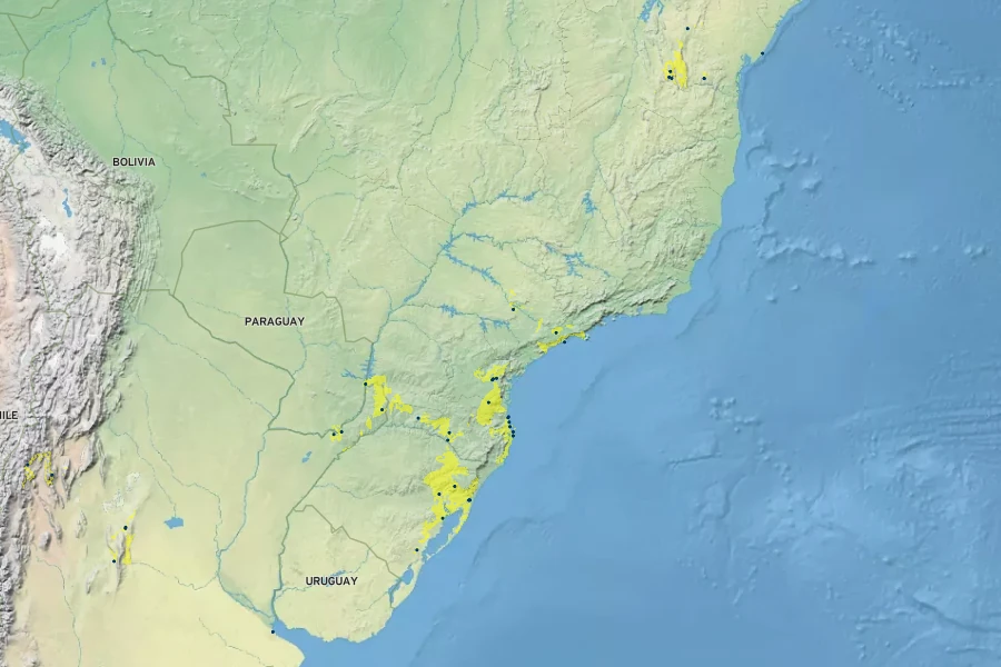 Habranthus robustus Native Range