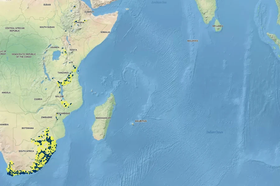 Halleria lucida Native Range
