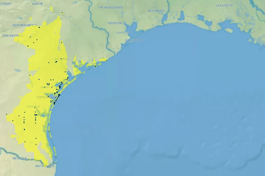 Helianthus argophyllus Native Range
