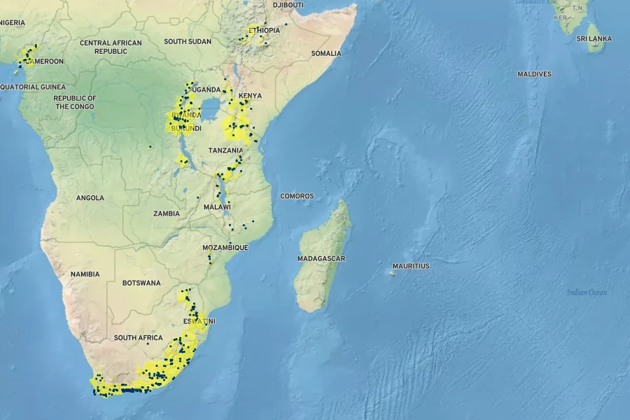 Helichrysum odoratissimum Native Range