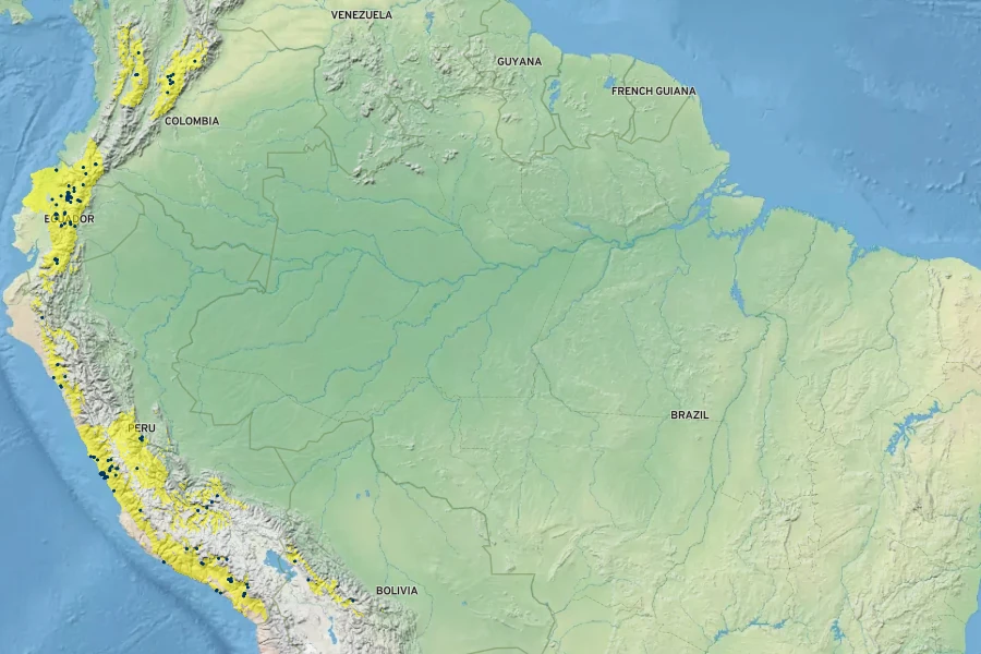 Heliotropium arborescens Native Range