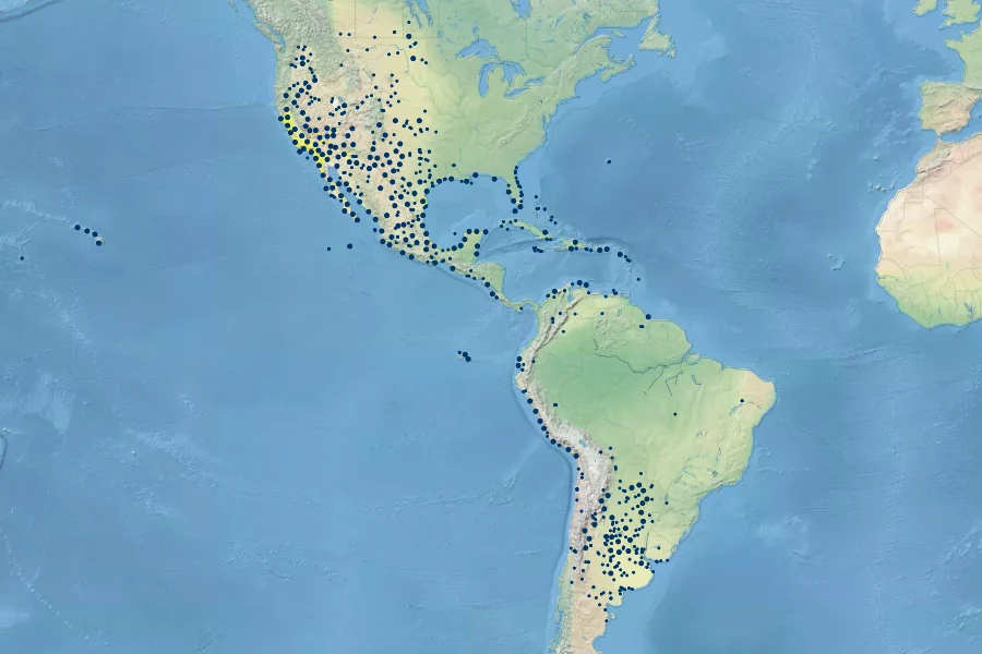 Heliotropium curassavicum Native Range