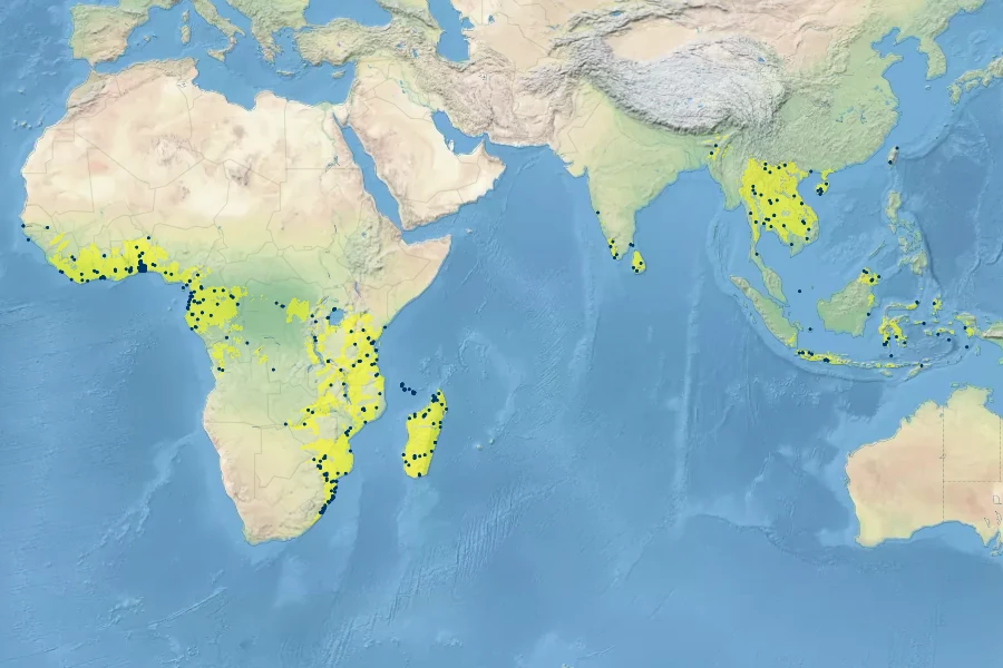 Hibiscus surattensis Native Range