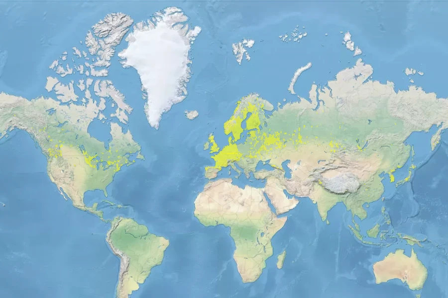 Hieracium umbellatum Native Range