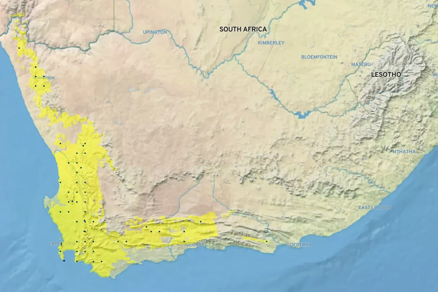 Hymenolepis parviflora Native Range