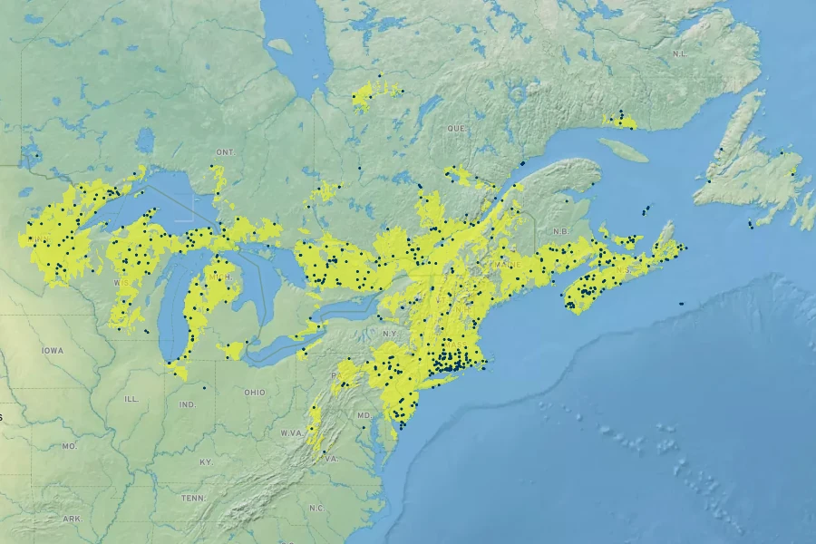 Hypericum boreale Native Range