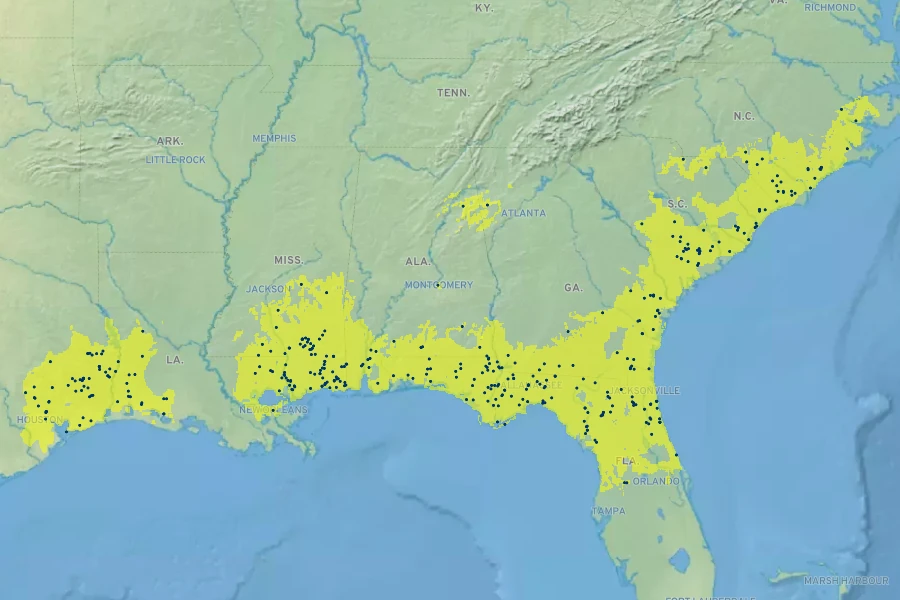 Hypericum galioides Native Range