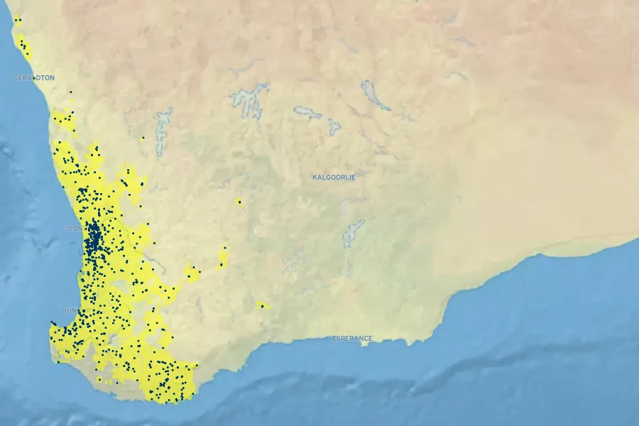 Hypocalymma angustifolium Native Range